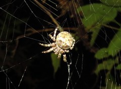 Araneus bicentenarius
