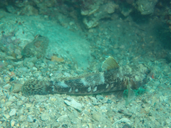 Gobius cruentatus