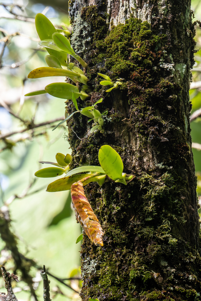 Bulbophyllum occultum Thouars 3