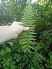 Coryphopteris simulata