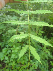 Coryphopteris simulata