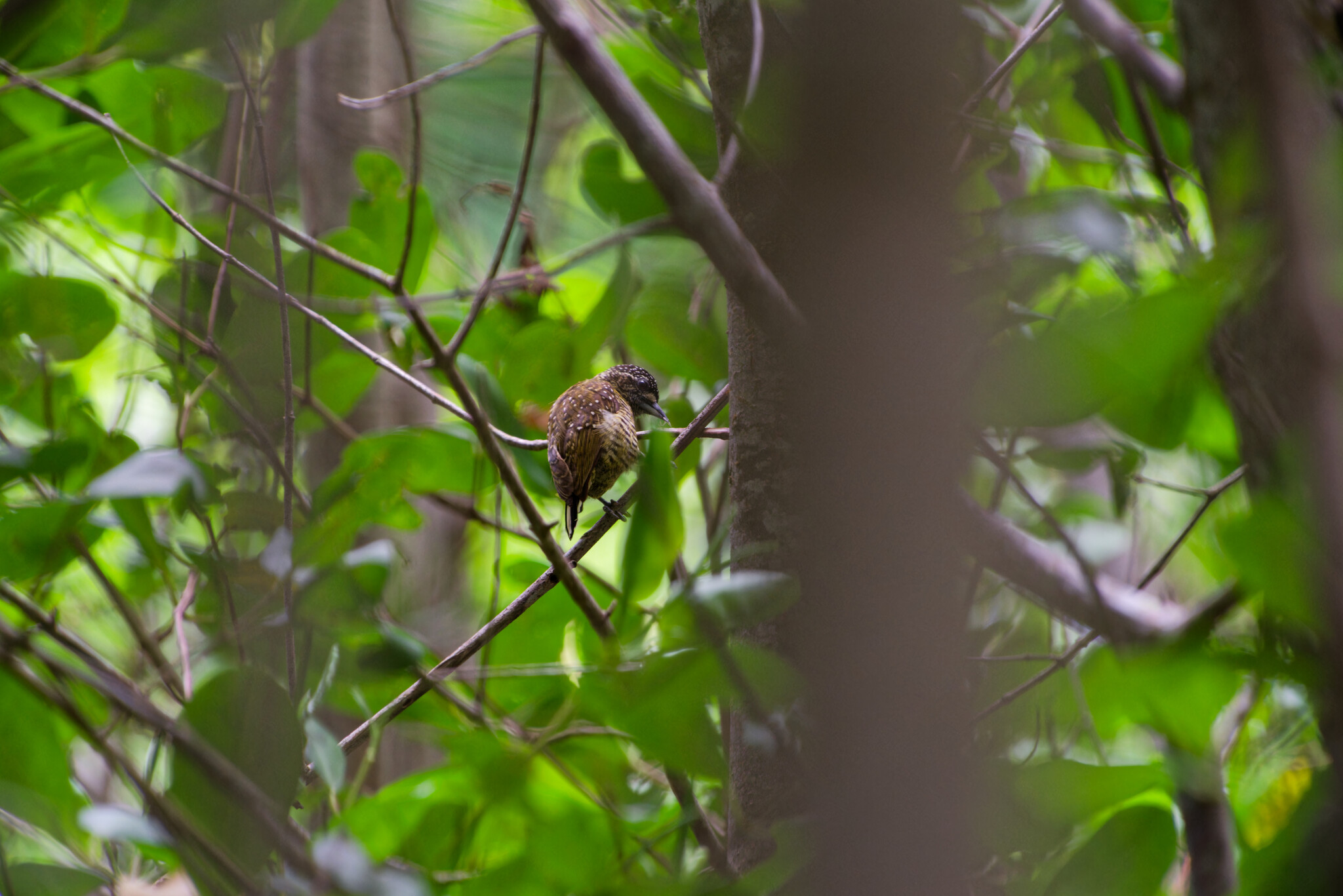 Golden-spangled Piculet (Picumnus exilis), photo 2