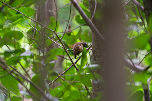 Golden-spangled Piculet (Picumnus exilis), photo 5