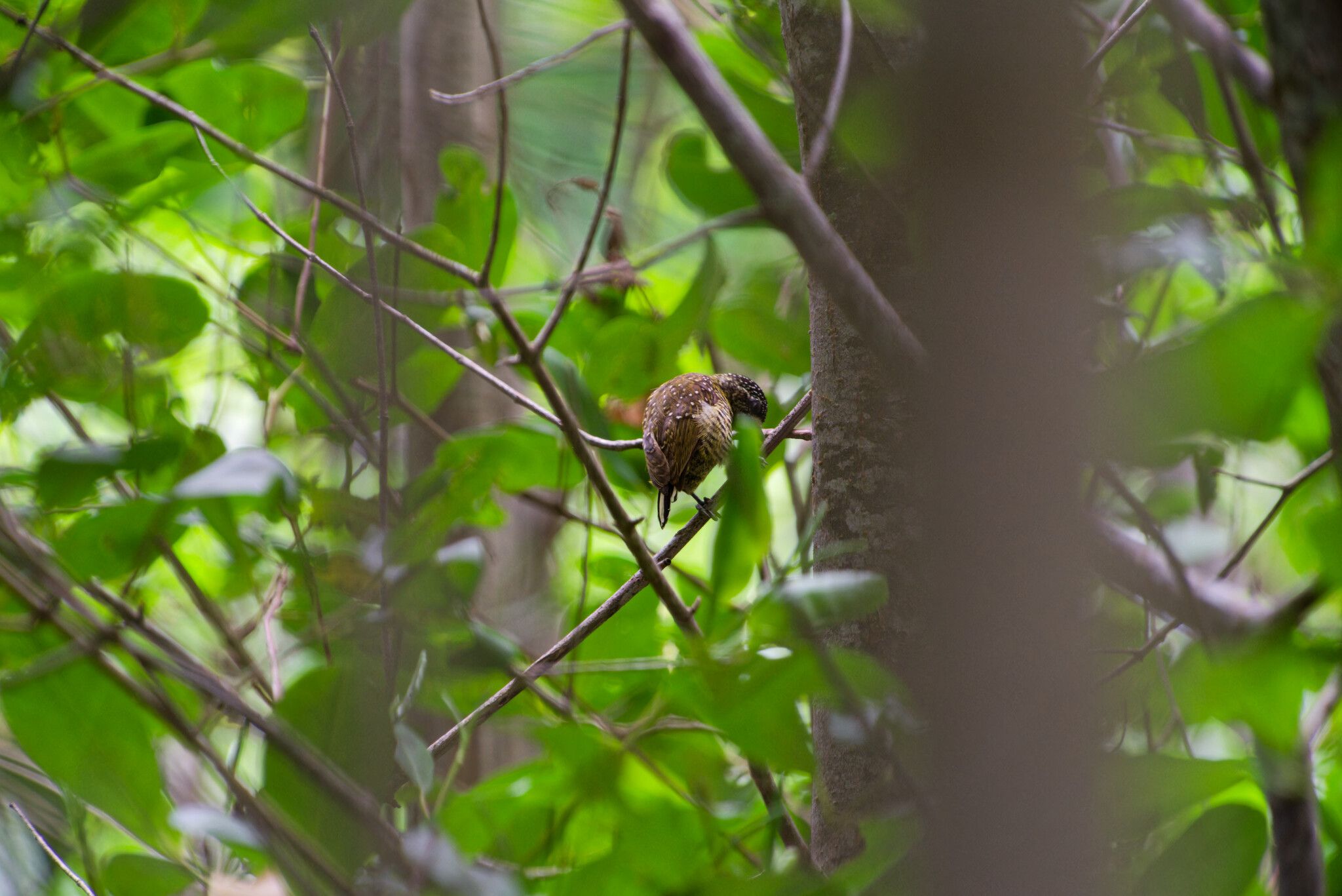 Golden-spangled Piculet (Picumnus exilis), photo 3