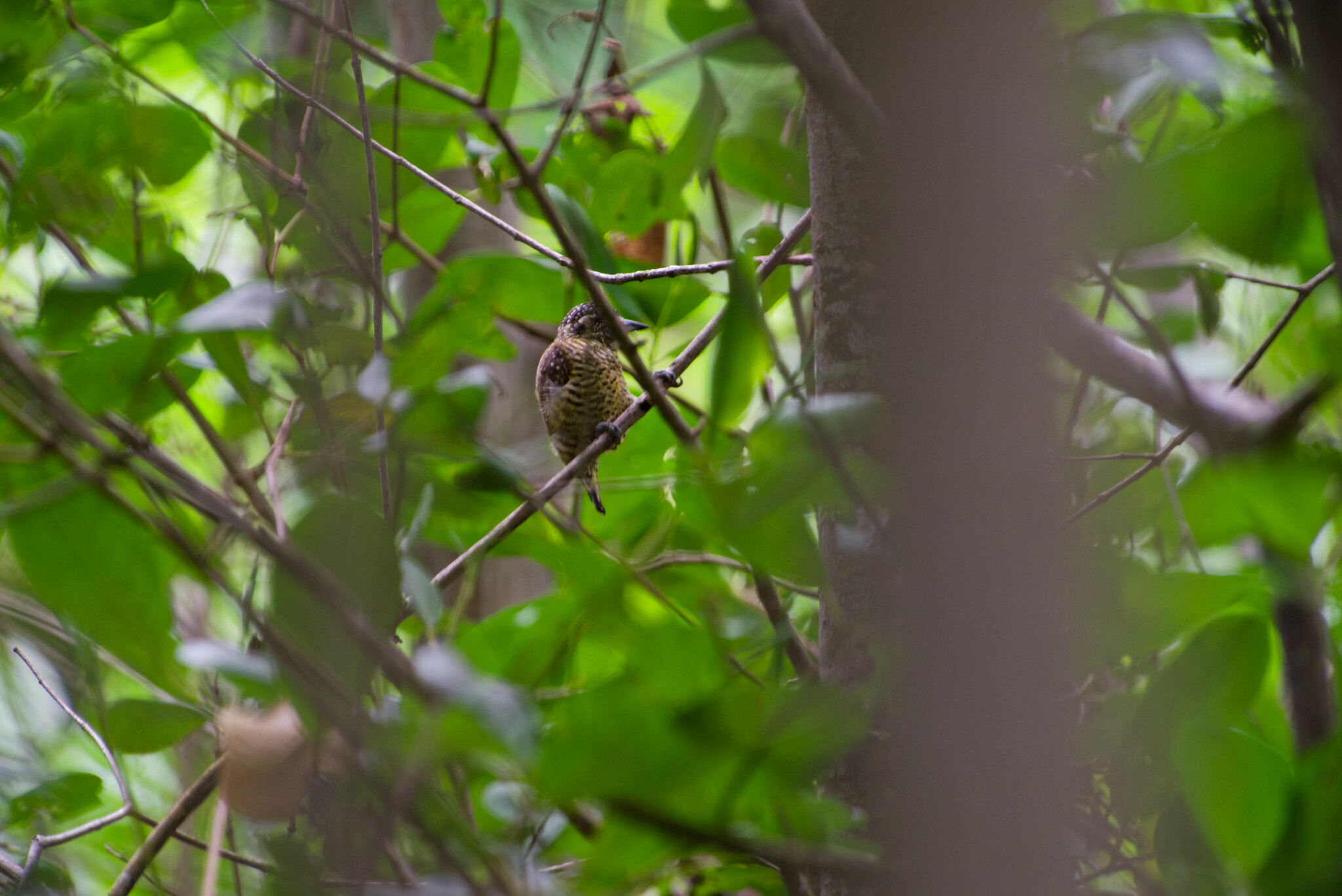 Golden-spangled Piculet (Picumnus exilis), photo 4