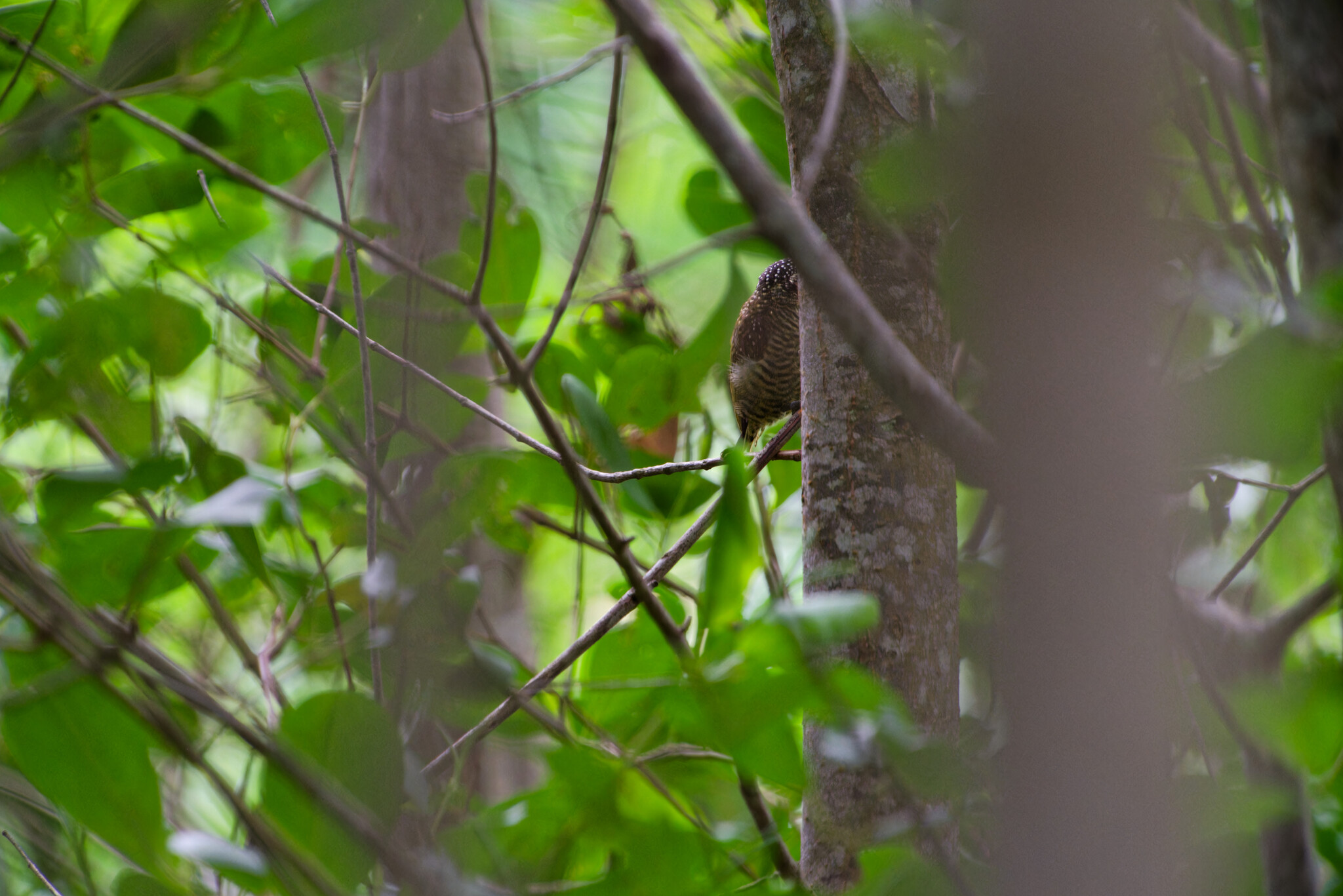 Golden-spangled Piculet (Picumnus exilis), photo 5