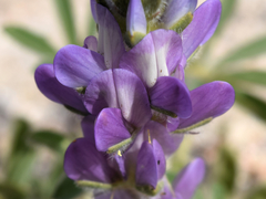 Lupinus microcarpus horizontalis