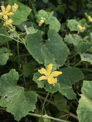 Cucurbitaceae