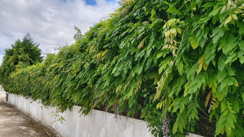 Image of Wisteria sinensis by (c) Elizabete Marchante, some rights reserved (CC BY)