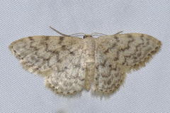 Idaea alyssumata