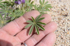 Lupinus microcarpus horizontalis