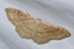 Idaea rubraria
