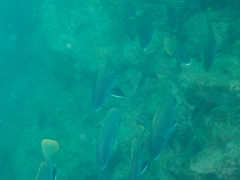 Sciaena umbra