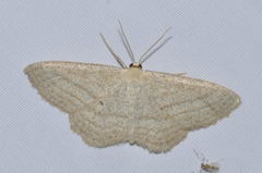 Scopula virgulata