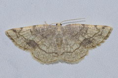 Stegania trimaculata