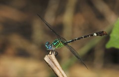 Erpetogomphus eutainia