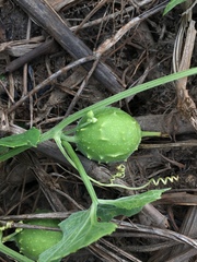 Cucurbitaceae