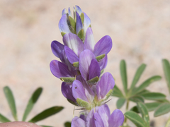 Lupinus microcarpus horizontalis