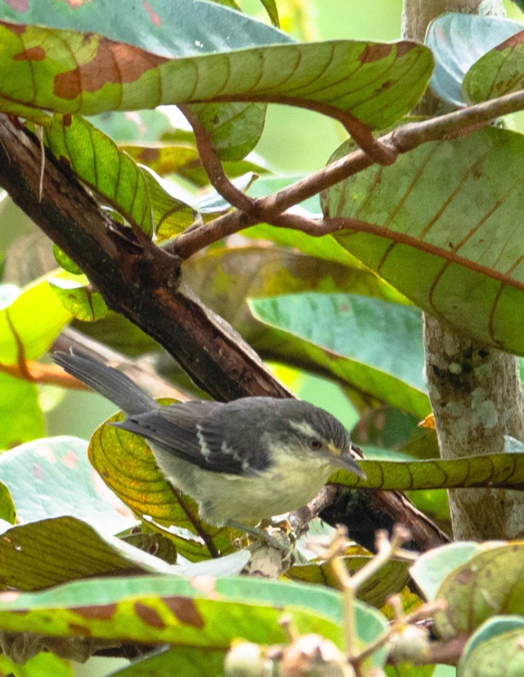 Double-banded Greytail (Xenerpestes minlosi), photo 3