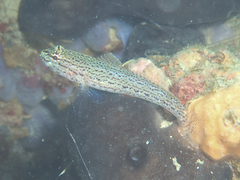 Gobius fallax