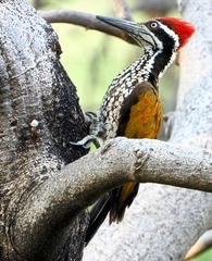 Greater Flameback photo 2