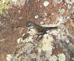 Artemisiospiza belli clementeae