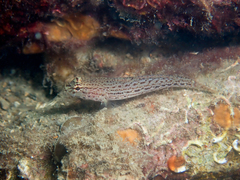Gobius fallax