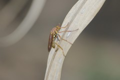 Blepharepium annulatum