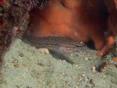Gobius fallax