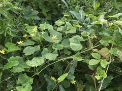 Cucurbitaceae