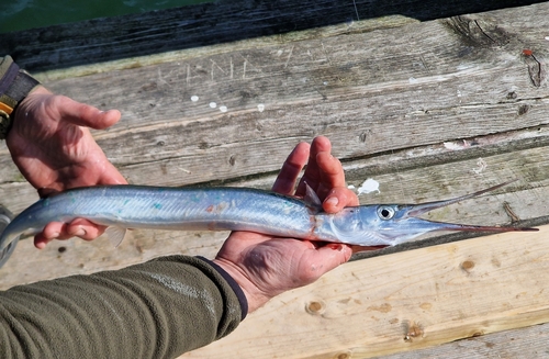 Garfish (Belone belone) — Belonidae — 4