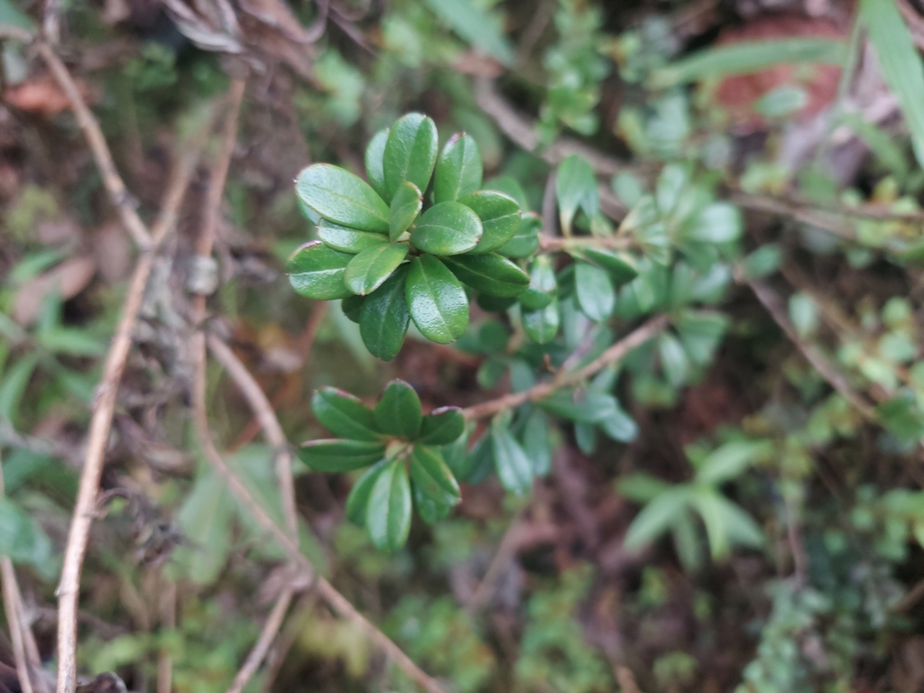 Rhododendron vaccinioides (Rhododendron vaccinioides)