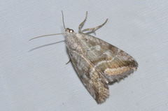 Phyllophila obliterata