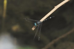 Dythemis nigra