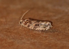 Phaecasiophora niveiguttana