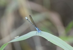 Argia rhoadsi