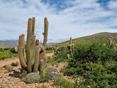 Peruvian Old-Man Cactus (Oreocereus celsianus)