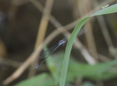 Enallagma novaehispaniae