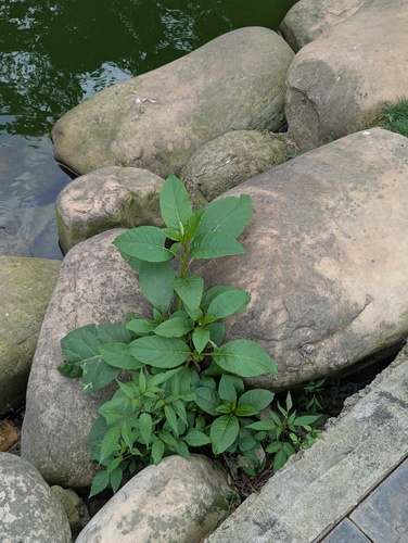 American pokeweed