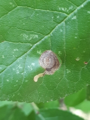 Stigmella prunetorum