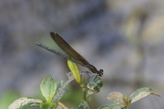 Hetaerina capitalis