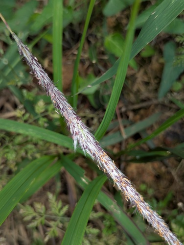 Cogon Grass