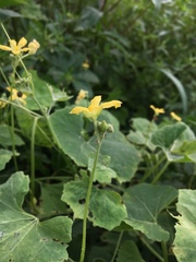 Cucurbitaceae