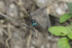 Dythemis nigra