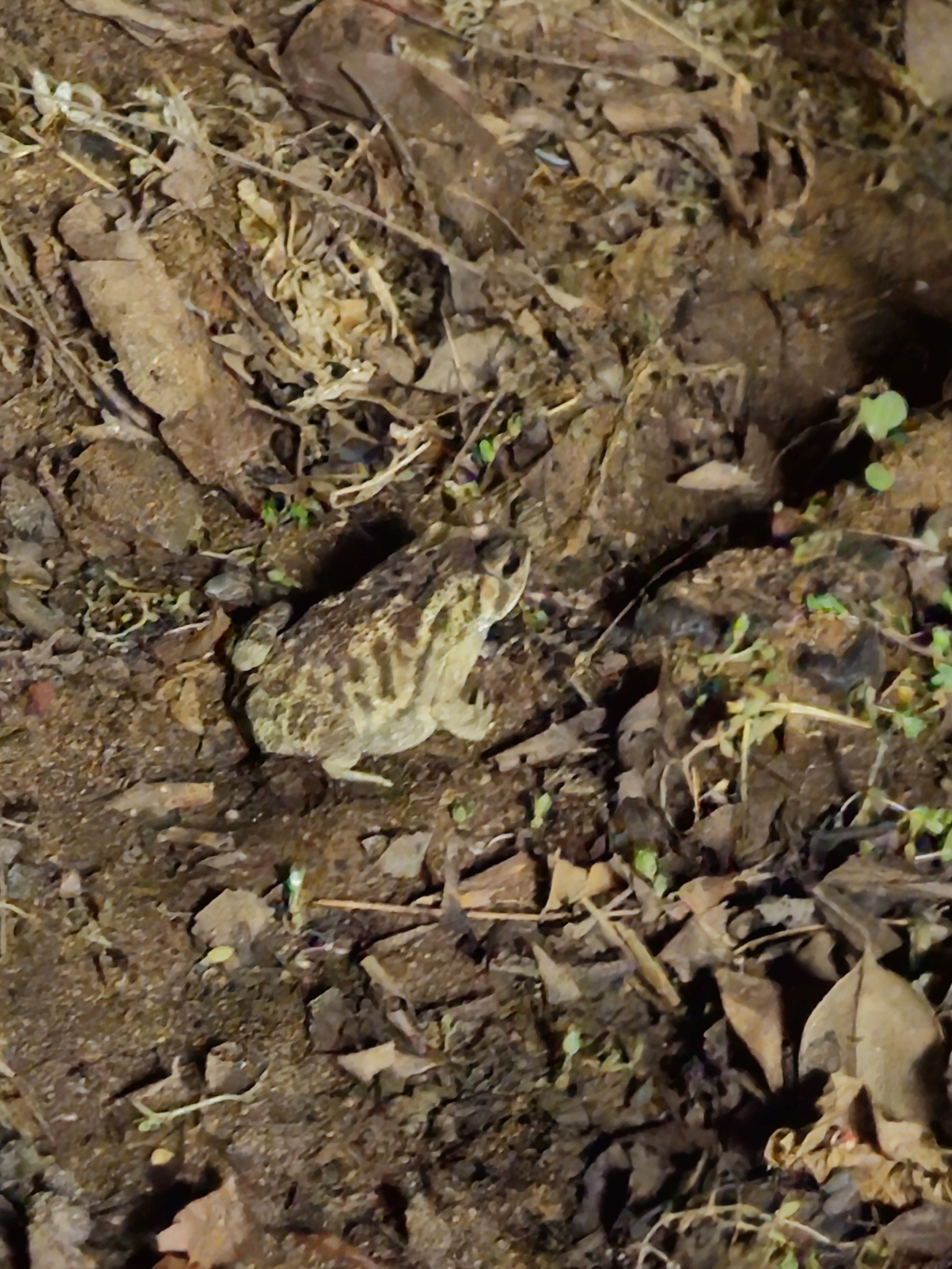 Indian Common True Toad