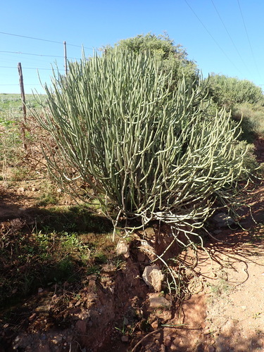Image of Euphorbia mauritanica by (c) Nicola van Berkel, some rights reserved (CC BY-SA)