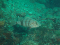 Serranus hepatus
