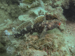 Gobius cruentatus