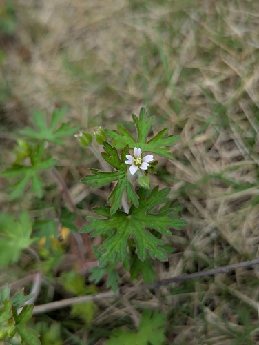 Carolina crane's-bill
