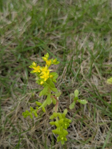 bulbose stonecrop